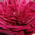 Rdeča - Angleška vrtnica - Ausvelvet
